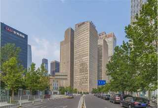 河南黄花菜种苗